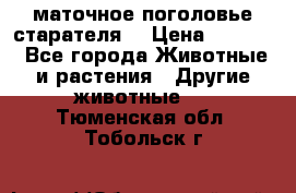 маточное поголовье старателя  › Цена ­ 2 300 - Все города Животные и растения » Другие животные   . Тюменская обл.,Тобольск г.